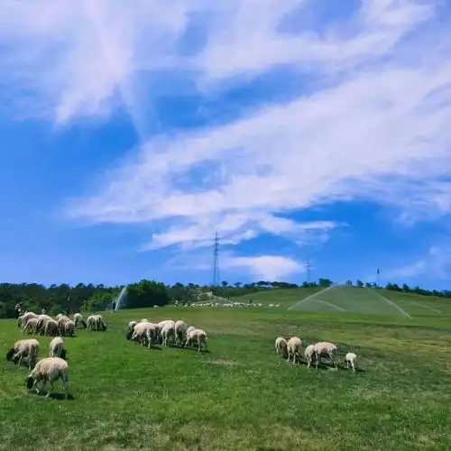 把大连拍给你day50踏青三寰牧场