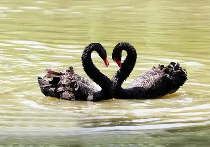 黑天鹅是国家二级保护动物吗,请问鹅一辈子只认一个主人吗?