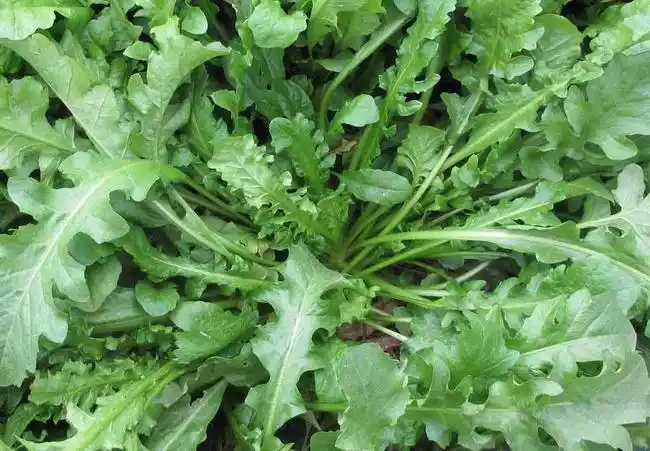 农村这"4种"野菜,补钙降血压,最后一种随处都能摘到!