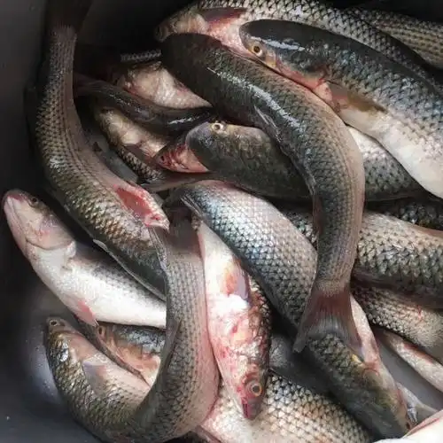 正宗大连渤海湾野生海梭鱼大香梭鱼鲜活梭鱼冷冻海鲜水产【12月28日发