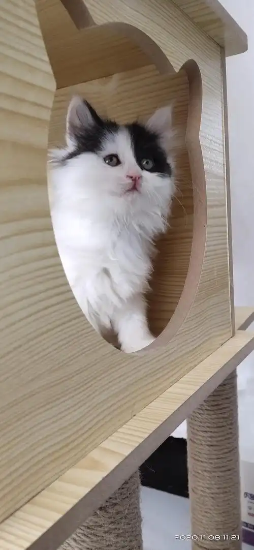 英短奶牛妹妹380小偿北京顺义自提