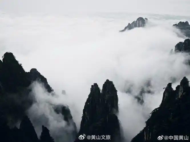 四季黄山 相约夏天##皖美夏日#雨后黄山,云雾嬉戏山间,宛如精灵在