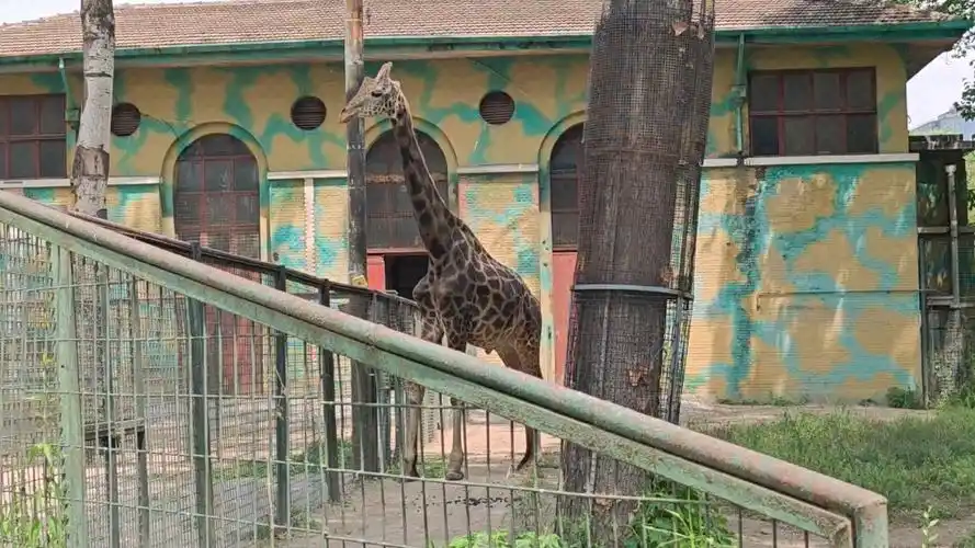 北京动物园的长颈鹿