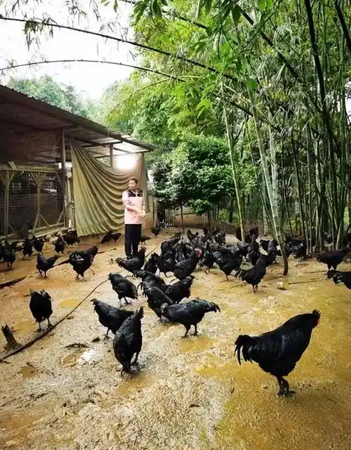 "三德子"赵亮,39岁娶23岁模特,扶贫养鸡身价过亿