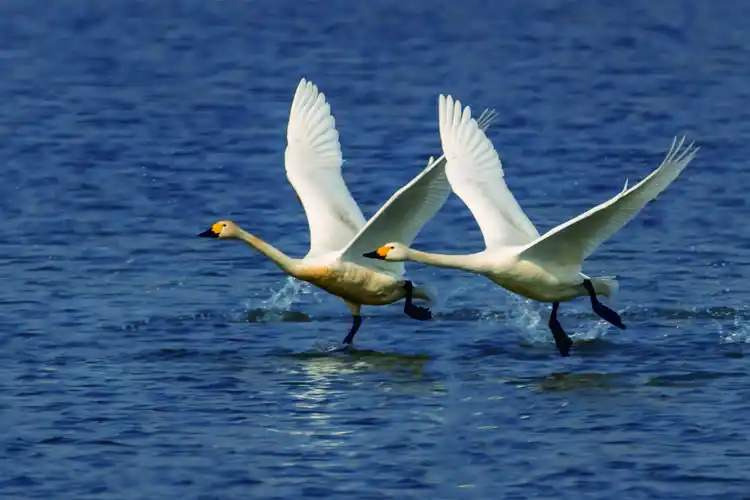 飞版白天鹅一南海子公园