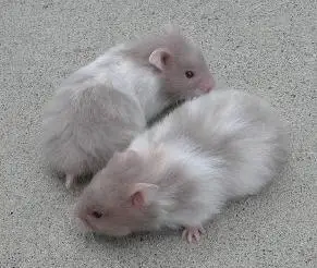 long hair dovesyrian hamster(长毛鸽灰色叙利亚仓鼠)