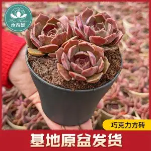 多肉植物新手套餐老桩萌肉肉组合含盆花卉绿植盆栽稀有品种棕玫瑰