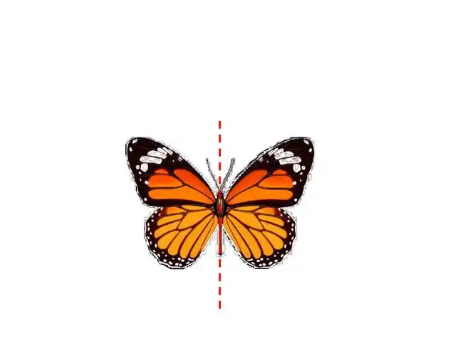 三年级下册数学课件42认识轴对称图形西师大版共23张ppt