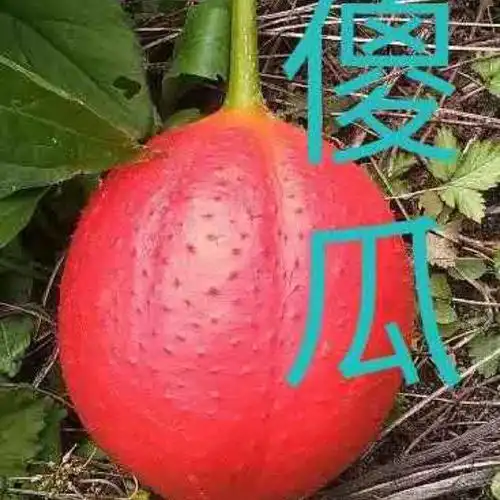 幺妹儿小傻瓜-洋儿制作《幻想中的爱情》- 全民k歌,ktv交友社区