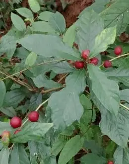 捡菌不成摘了不少树地瓜,有想吃的吗?