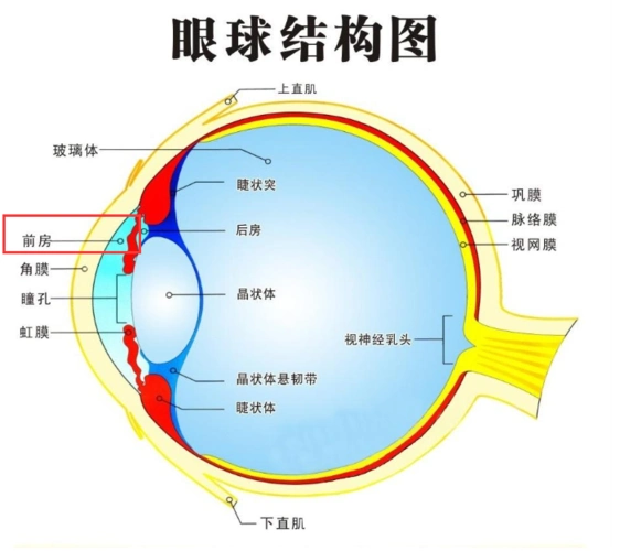 前房是眼球中极其重要的部分,他的主要成分是房水