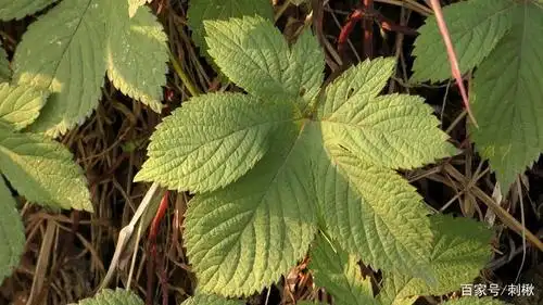 周身是倒钩刺,地里的这种藤本植物划人后的口子虽不大,但非常疼