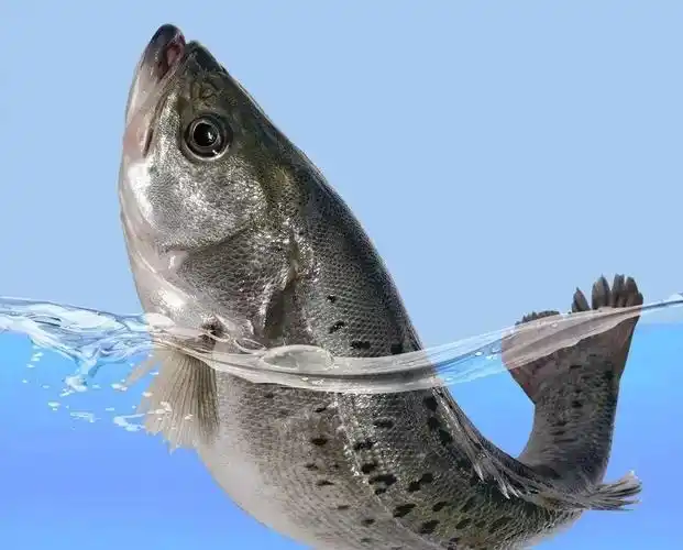 江上往来人,但爱鲈鱼美,尚尧油淋海鲈鱼,鲜香美味想象不到__财经头条