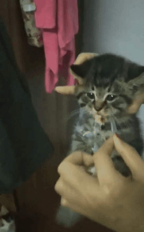 小猫在外流浪,捡回时死咬着被人丢弃的垃圾袋,只因垃圾袋里有肉