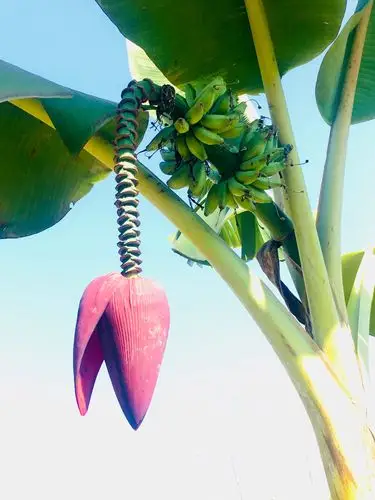 芭蕉花