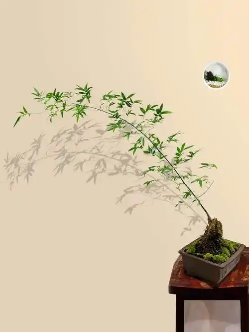 新款 竹子盆栽小叶簕竹老桩成品造型海南勒竹室内家养桌面佛肚乐