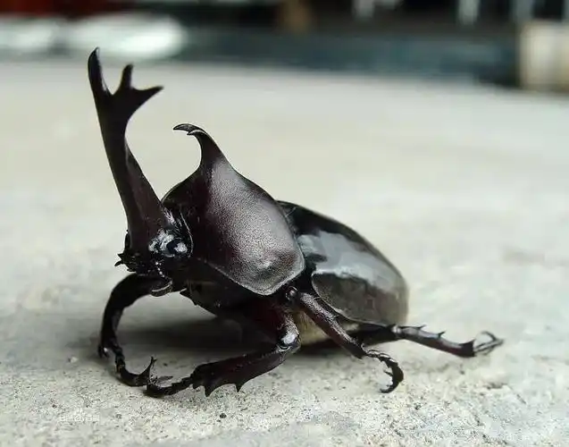 独角仙在中国一些地方较为常见,数量多可能危害森林.