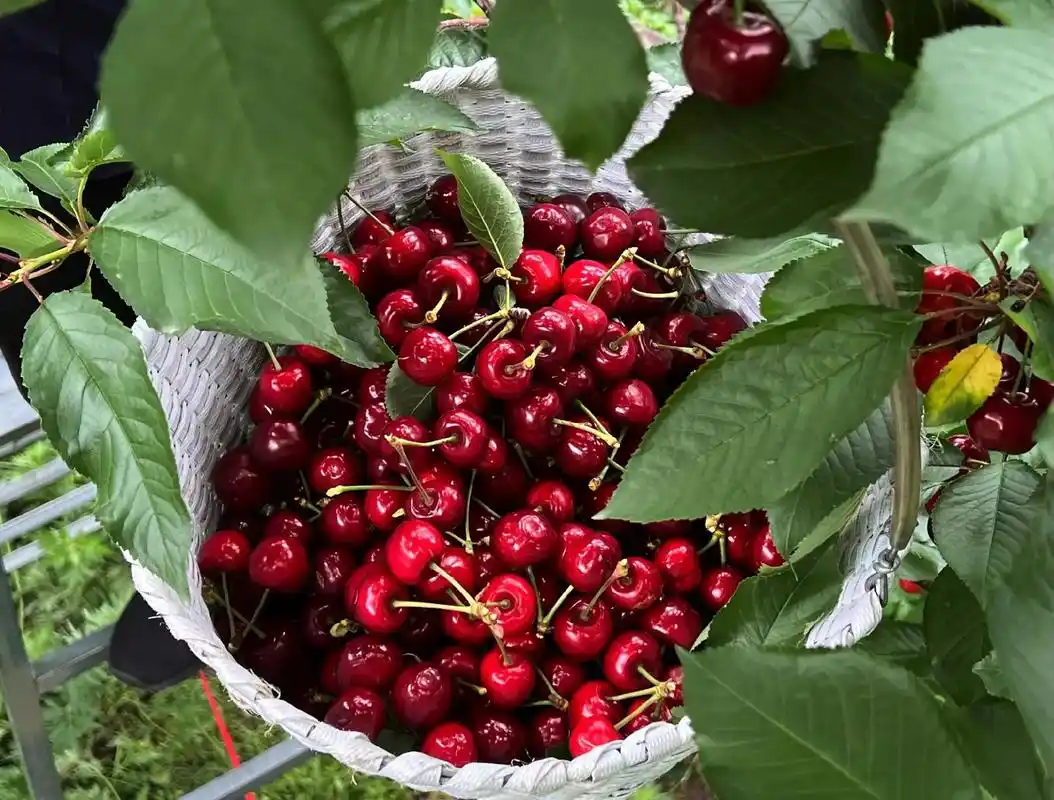 汶川车厘子,果园采摘.