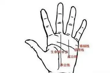 事业线图解_事业线分叉_没有事业线的女孩子-八字网