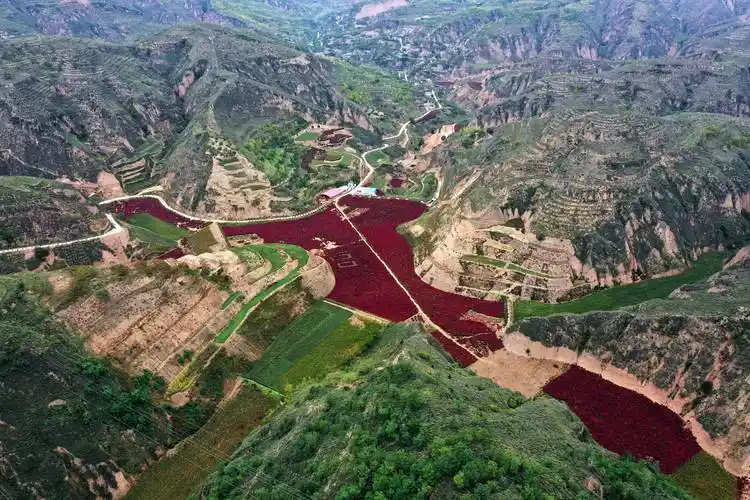 吕梁山上致富草