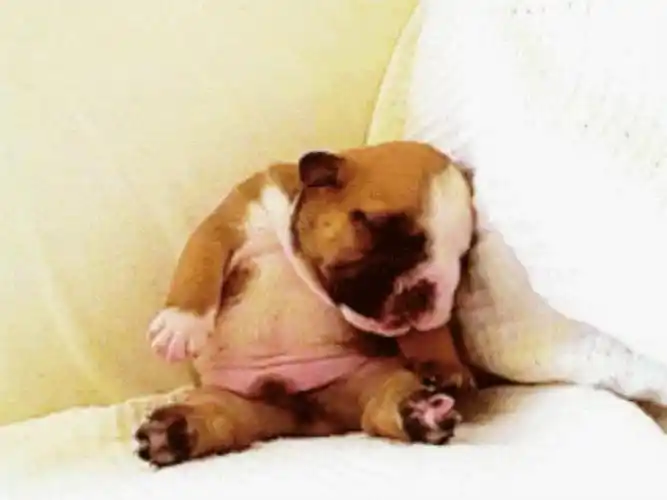 我想睡觉图片(我想睡觉——犯困搞笑动图表情包)