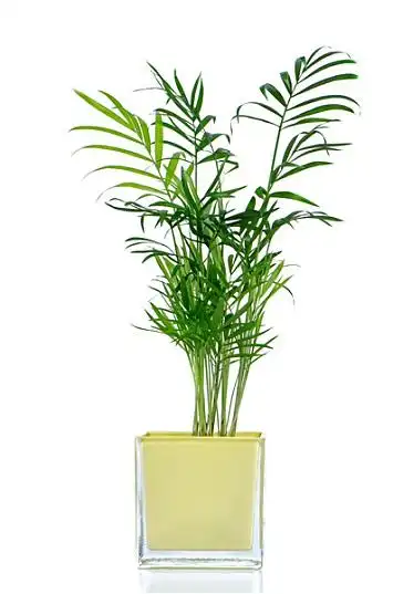 盆栽植物图片_盆栽植物高清图片_全景视觉