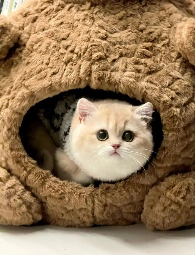 大家好,我是一只可爱的紫金渐层英国短毛猫!