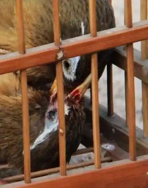 【鸟友汇】激战 | 画眉经典打斗五十招