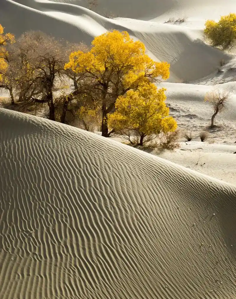 沙漠胡杨 在沙漠胡杨景色中,你可以看到胡杨树在阳光的照耀下呈 - 抖
