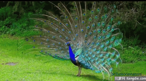 醉美孔雀开屏