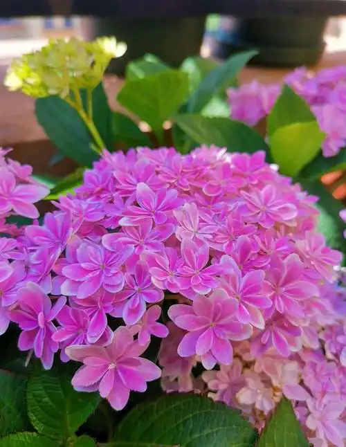 万华镜,绣球里最精致最仙的品种