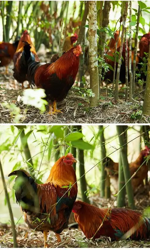 280天清远大公鸡扇鸡农家散养土鸡新鲜月子鸡走地鸡草鸡