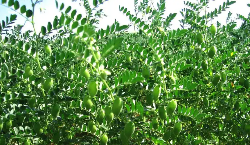 鹰嘴豆的高产栽培技术