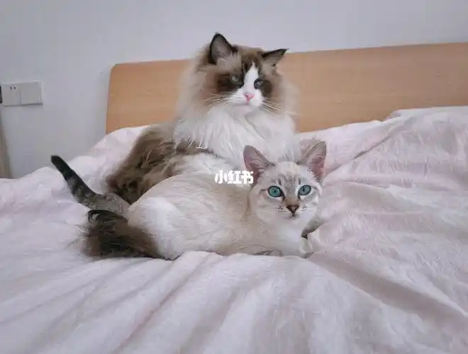 虎斑暹罗  #逻辑猫  #暹罗猫  #我有一只暹罗猫  #我有一只布偶猫