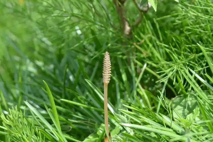 农村一种常见的野草,农民把它当杂草,却不知它能"吸金"