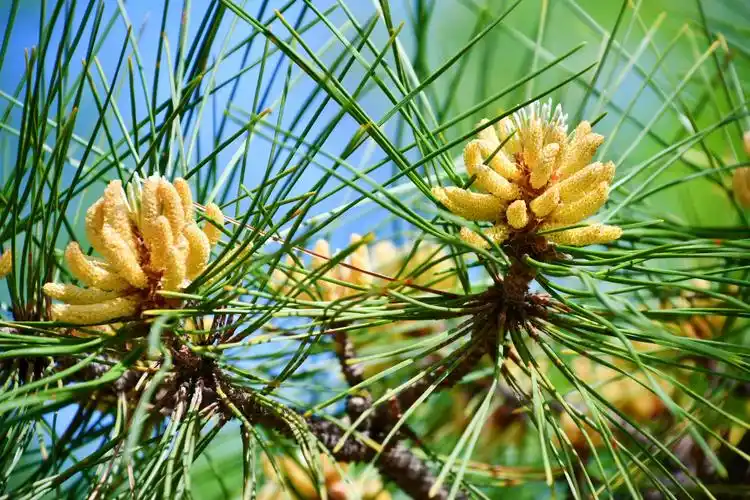 马尾松(马尾松能开花结果吗)