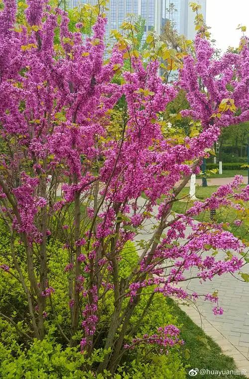 风吹紫荆树色与春庭暮