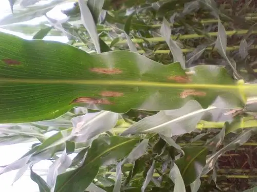 玉米叶子 出现白斑是 什么 病