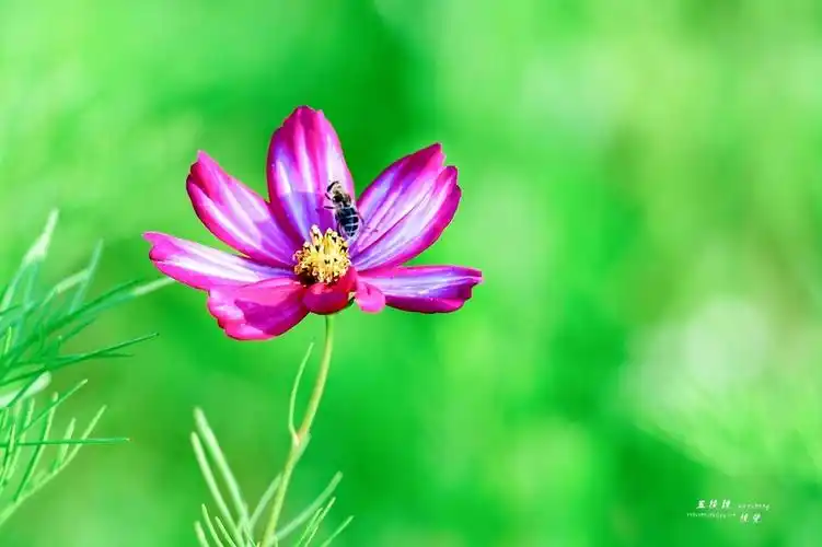 【 《格桑花》摄影图片】生态摄影_太平洋电脑网摄影部落