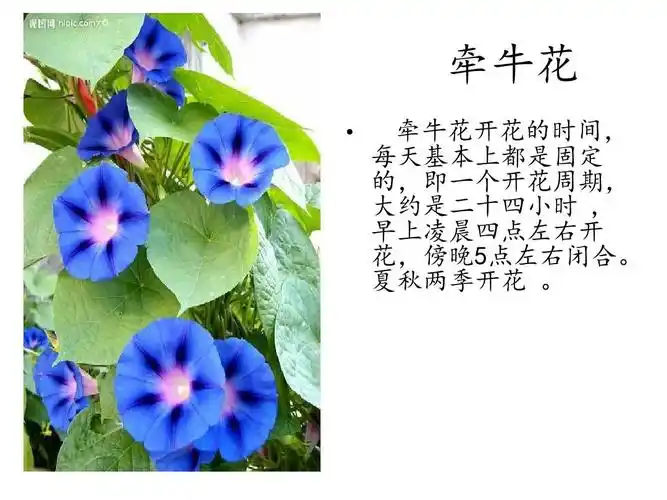 六年级科学上册 第4单元 15 昼夜与生物课件4 青岛版ppt