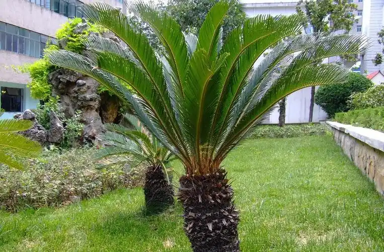 fu)是苏铁科,苏铁属植物.