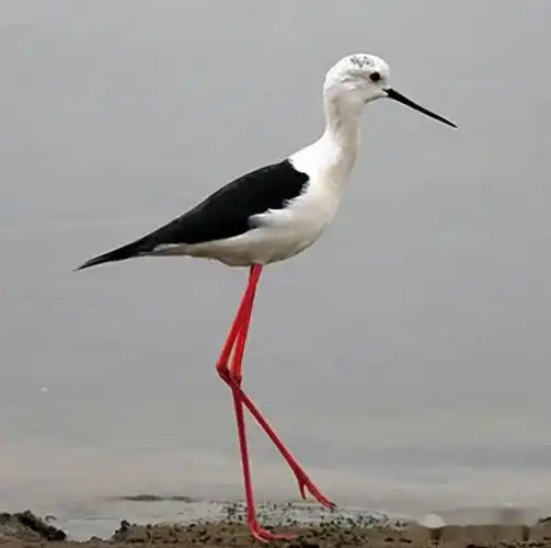 在东胜村子里发现一只从未见过的长脚鸟他们赶紧