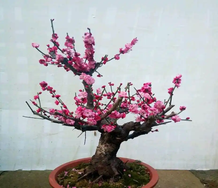 三,红梅下山桩该如何栽培?