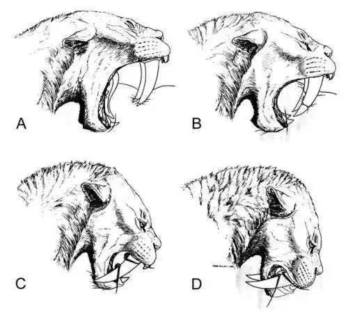 我要剑齿虎的简笔画