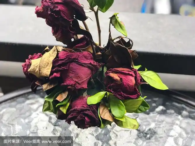 花盆里枯萎的玫瑰