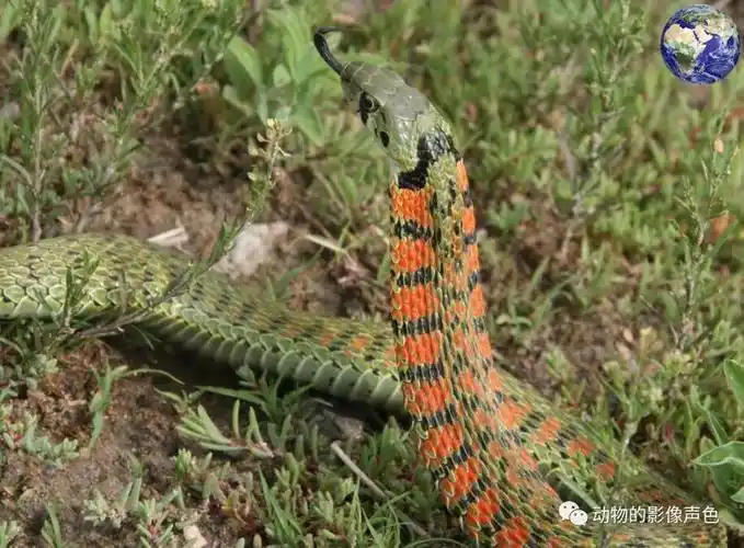 被称为野鸡脖子的毒蛇,到了中国就成了中药