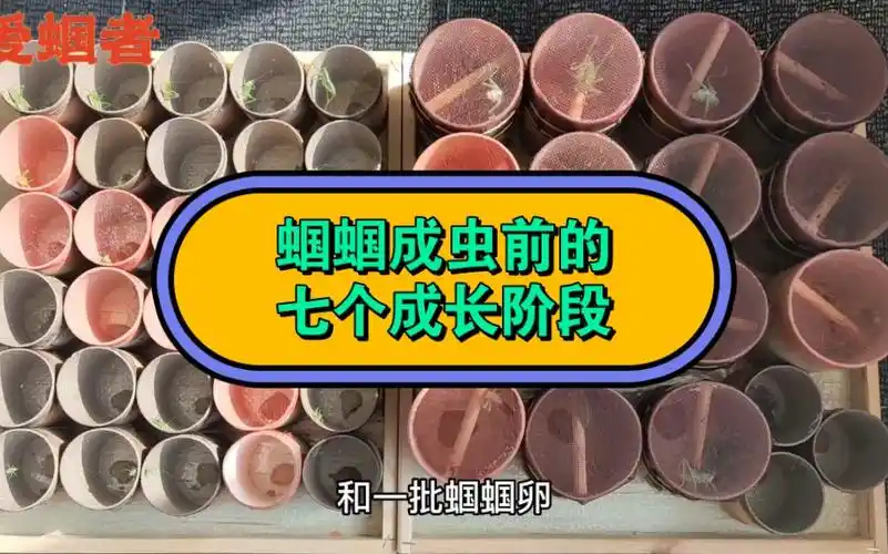 蝈蝈成虫前,有7个成长阶段,一龄到末龄,有哪些变化?来吧展示