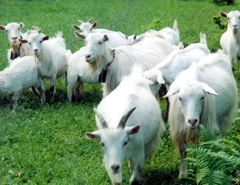 崇明白山羊
