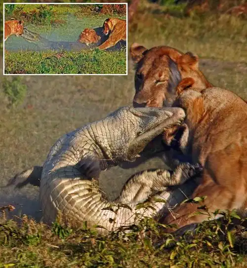 野生动物保护幼仔感人瞬间