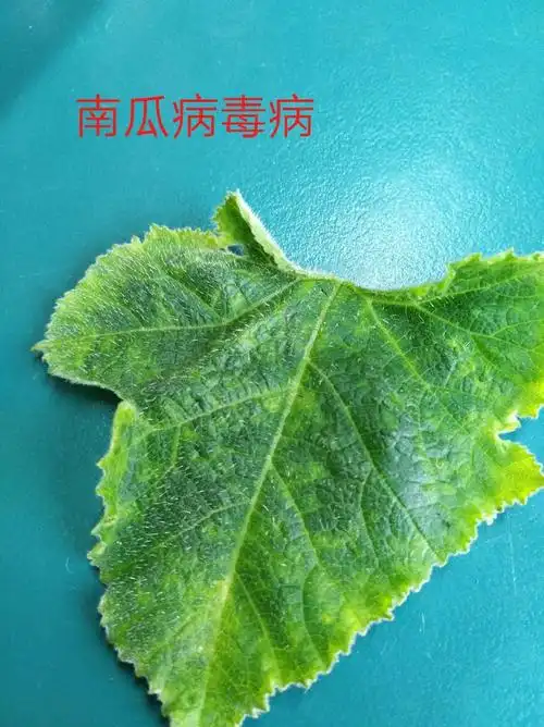 南瓜病毒病